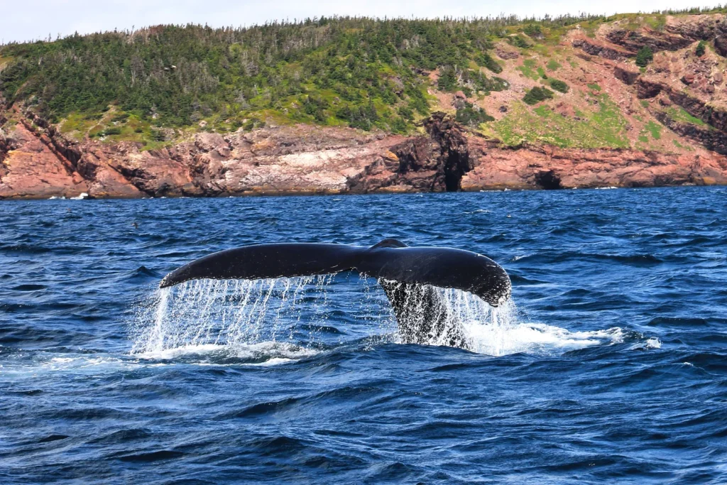 Humpback whale fluke raised above the surface of the Atlantic Ocean during a whale watching excursion, Nova Scotia