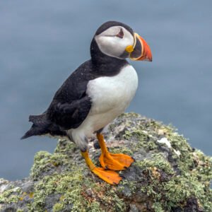 Where to See Puffins in Atlantic Canada: A Guide to the Best Colonies
