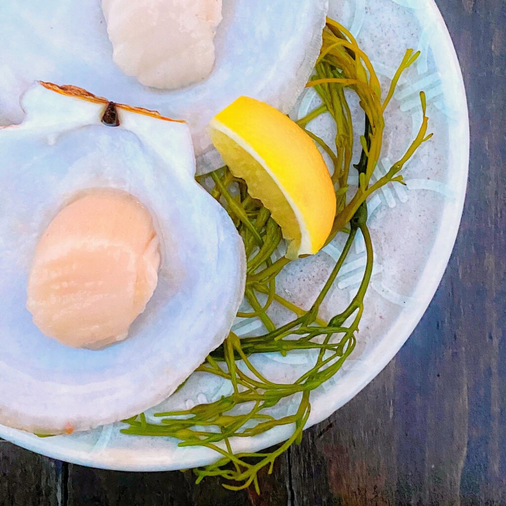 Atlantic scallops served simply on a plate
