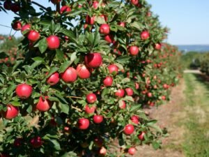 Apples, Cider, and the Annapolis Valley Harvest